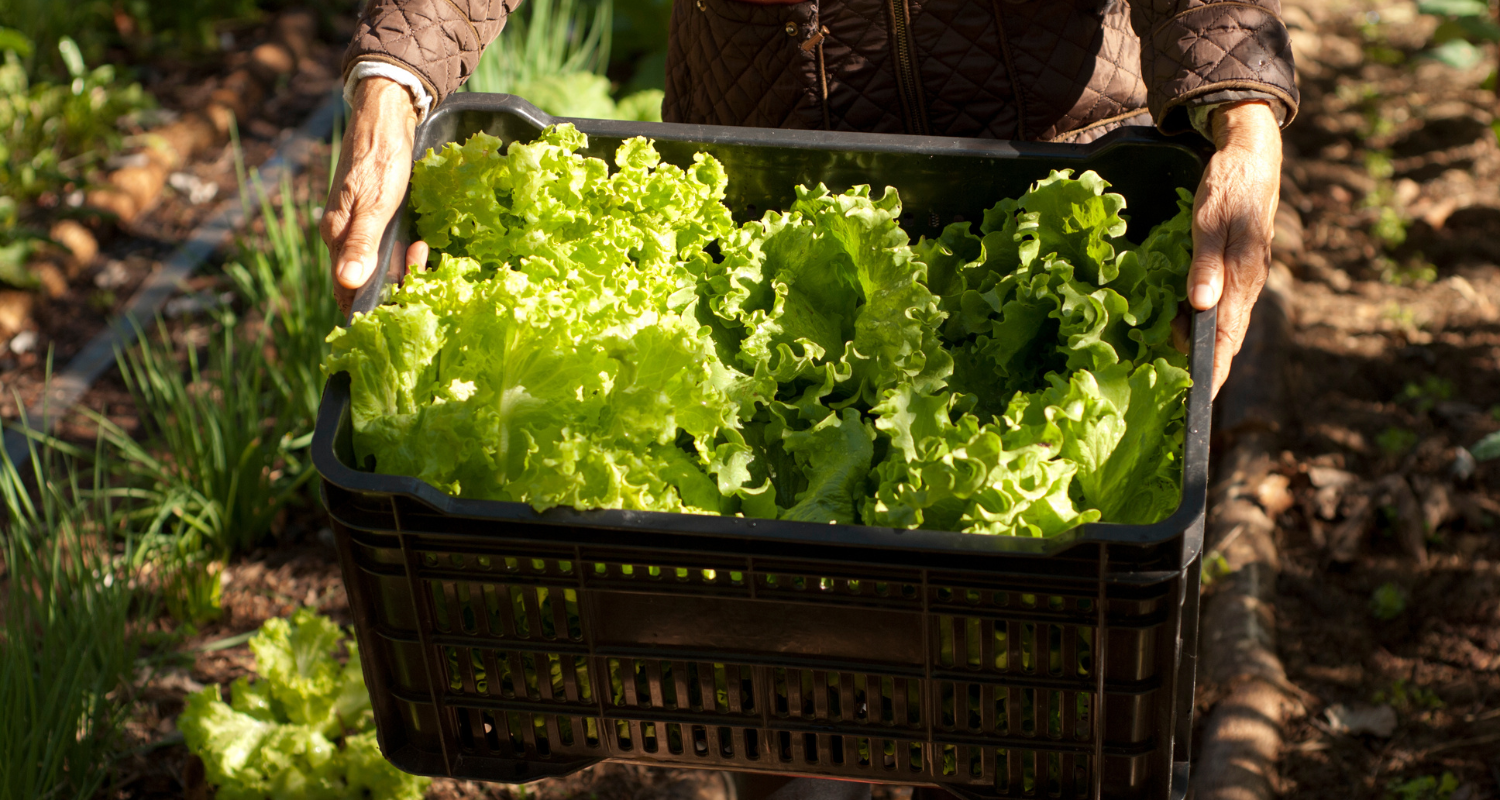 Os Benefícios Econômicos Diretos Para Pequenos Produtores - inspiração 2