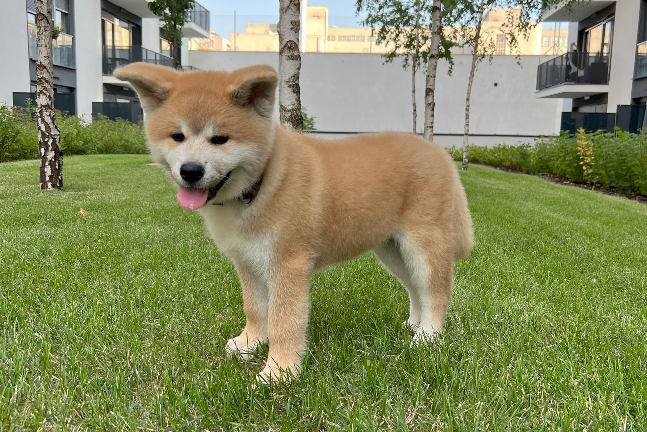 Origens e História: De Guardião Imperial a Companheiro Leal - inspiração 1