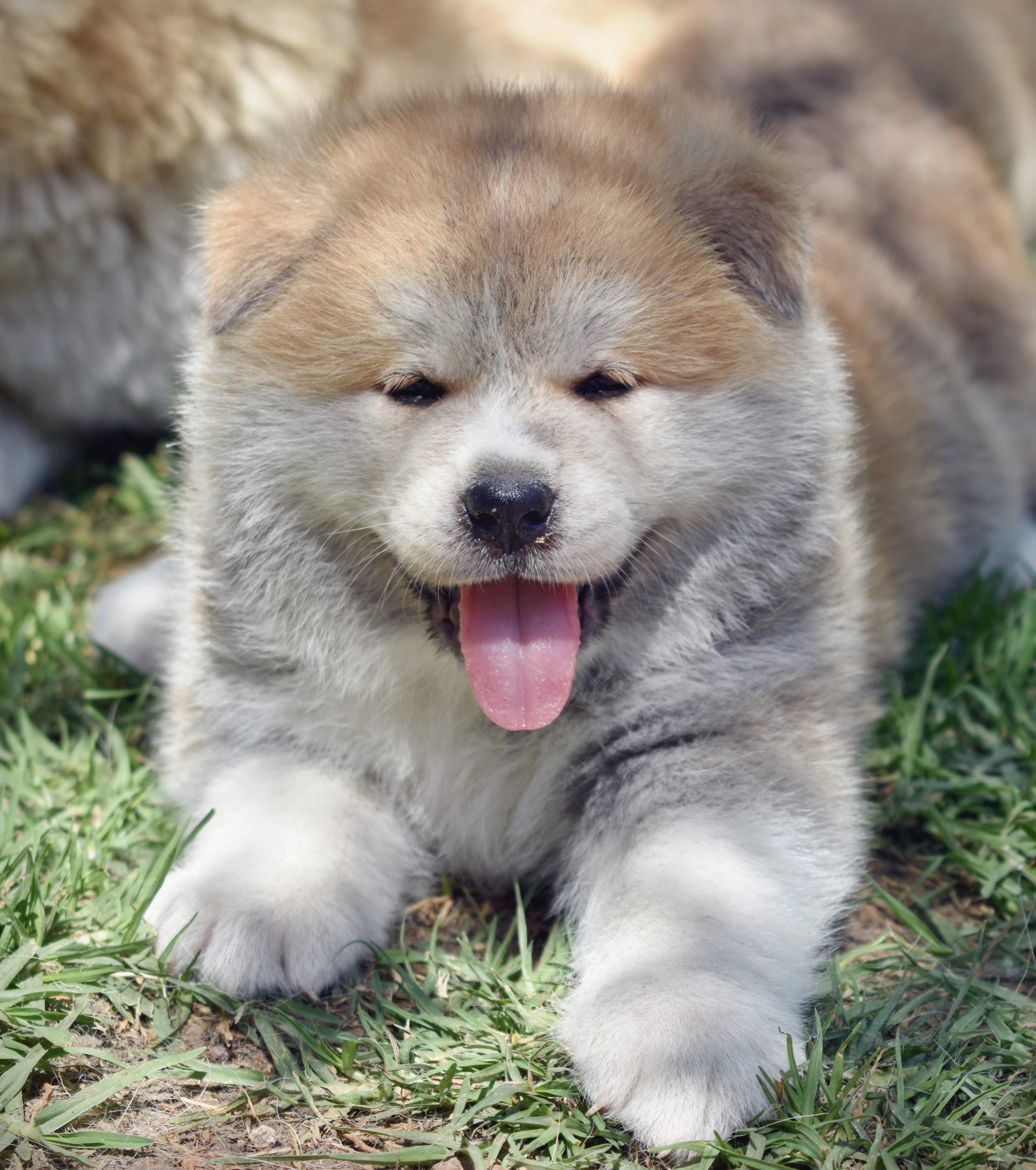 Origens e História: De Guardião Imperial a Companheiro Leal - inspiração 2