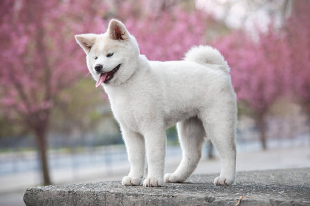 Cuidados Essenciais: Higiene, Alimentação e o Que o Akita Precisa no Dia a Dia - inspiração 1