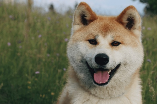 Cuidados Essenciais: Higiene, Alimentação e o Que o Akita Precisa no Dia a Dia - inspiração 2