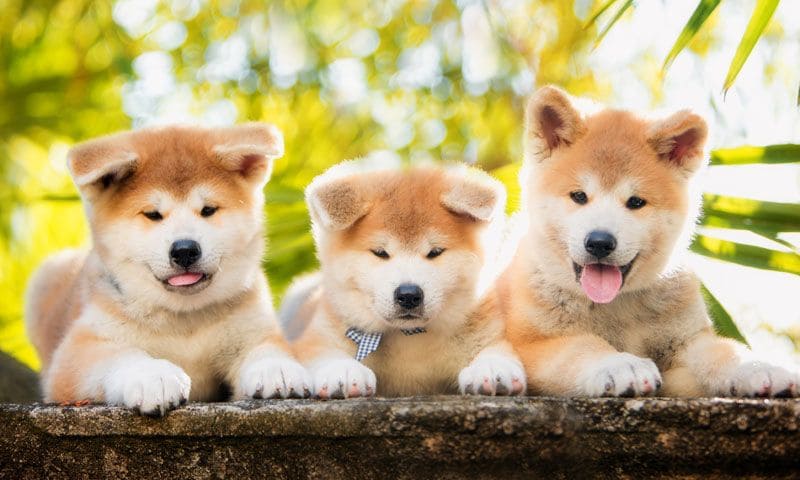 Adestramento e Socialização: Construindo uma Relação de Confiança e Respeito - inspiração 2