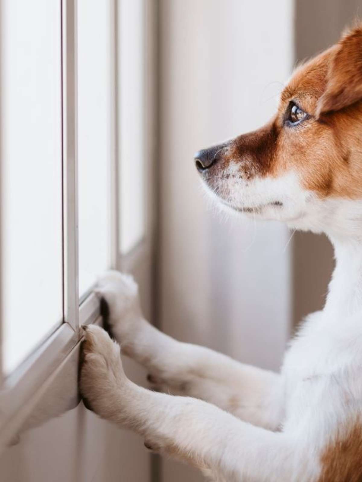 Sinais Inconfundíveis: Como Identificar Que Seu Cão Está Ansioso - inspiração 1