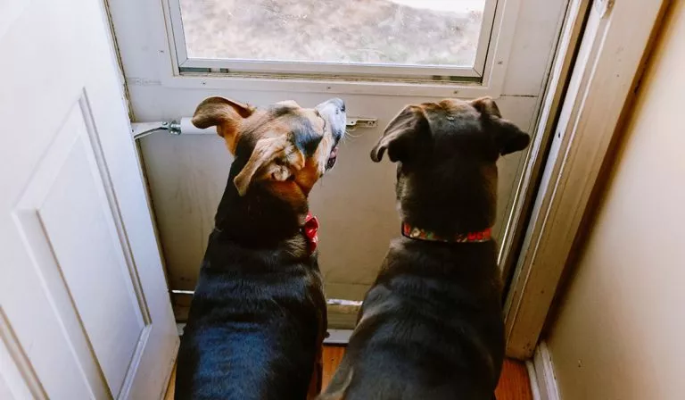 Fatores Que Podem Desencadear a Ansiedade de Separação - inspiração 2