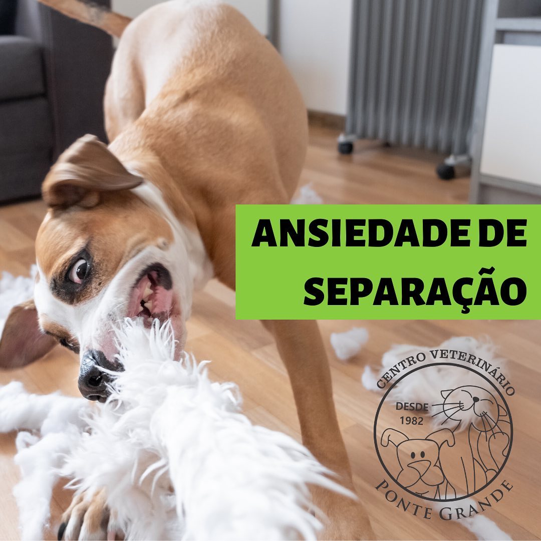 O Papel da Rotina e da Previsibilidade no Bem-Estar Canino - inspiração 1