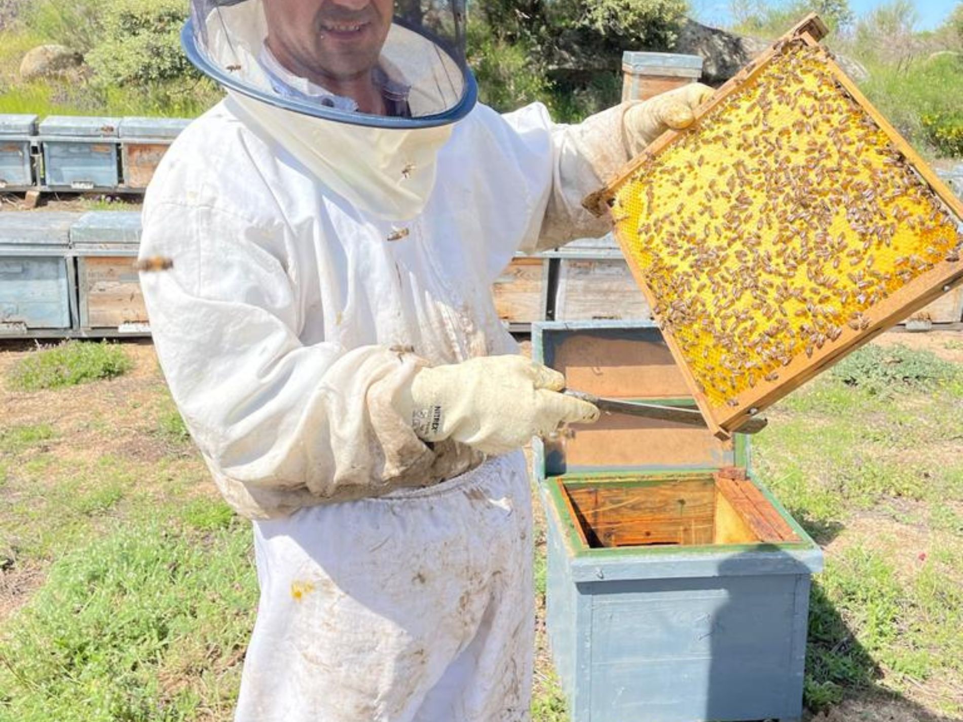 O Que é Apicultura e Por Que Começar? - inspiração 2