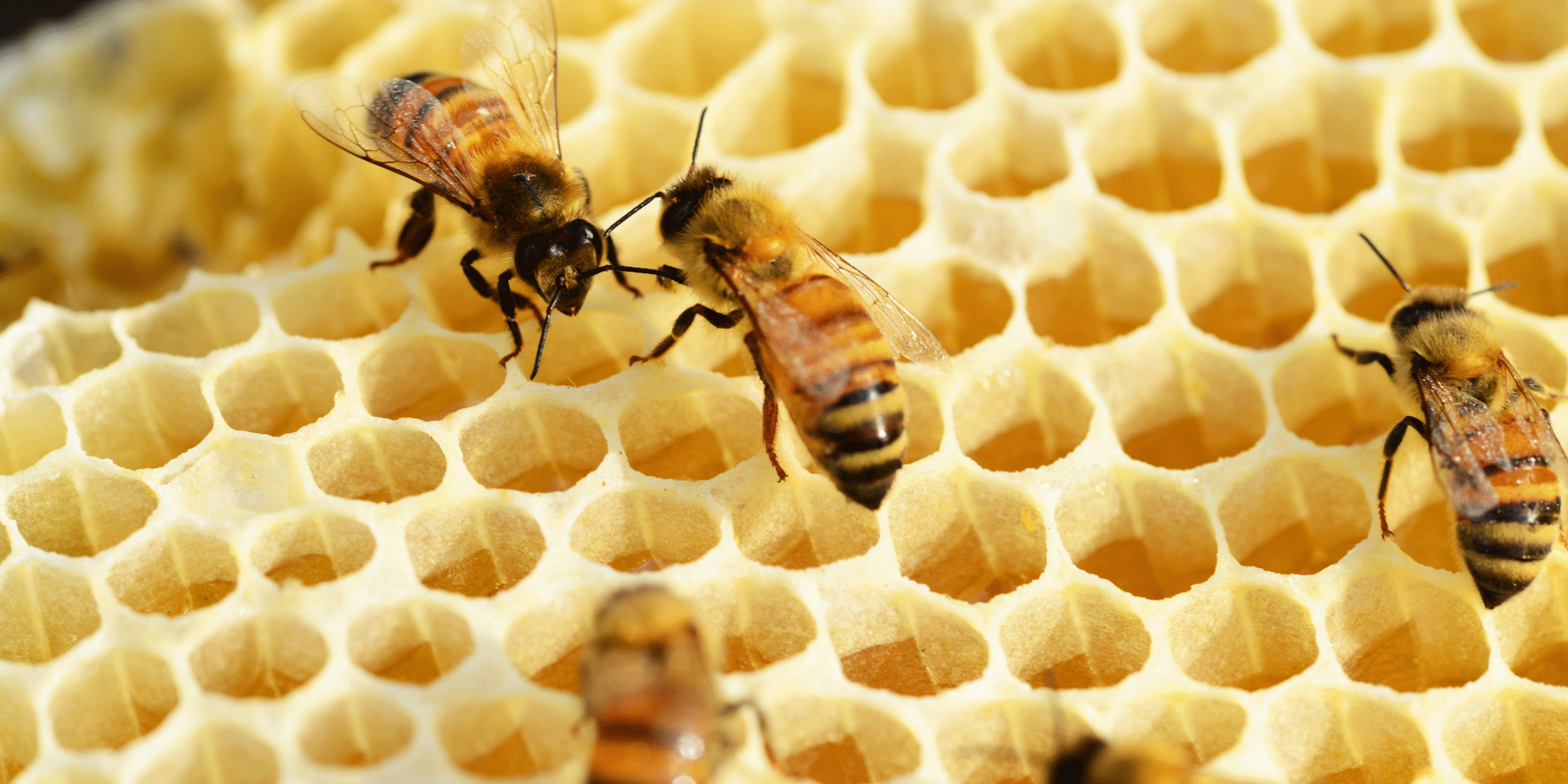 Planejamento Essencial: Localização e Estrutura da Sua Apiário - inspiração 2