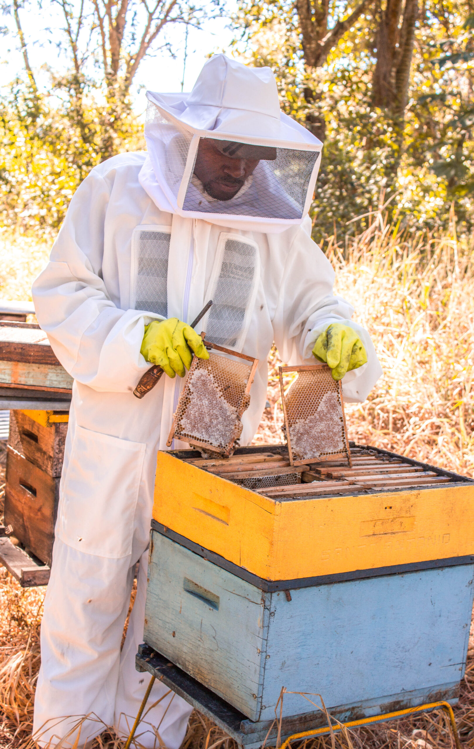 A Extração do Mel: Técnica e Momento Ideal - inspiração 1