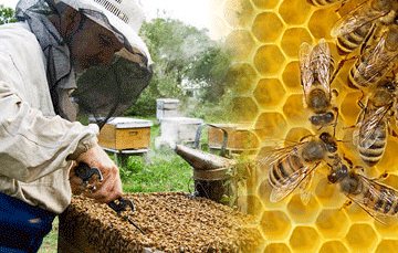 Outros Produtos Valiosos da Colmeia: Própolis, Pólen e Cera - inspiração 1