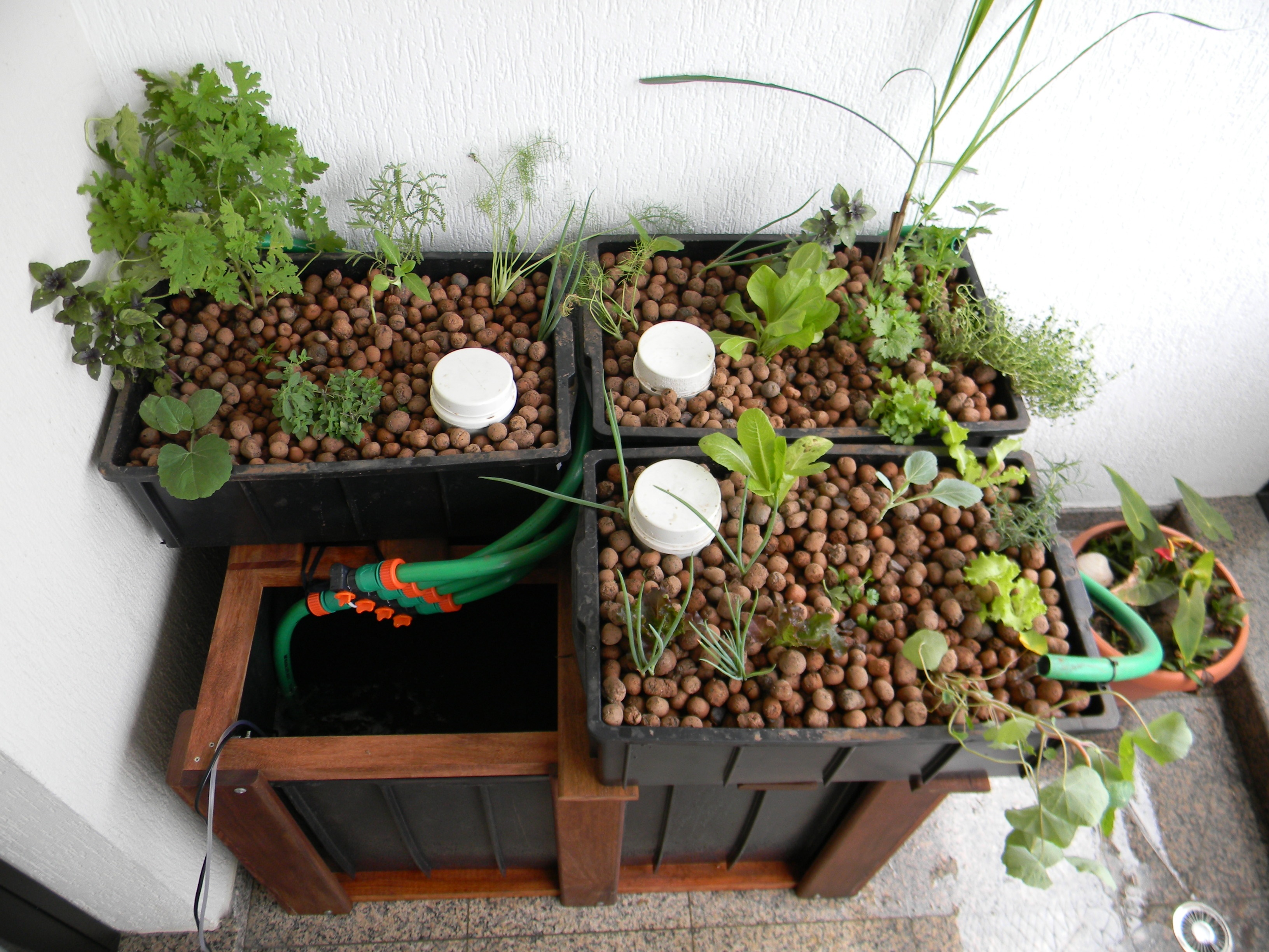 Cultivando Alimentos Frescos e Saudáveis o Ano Todo - inspiração 1