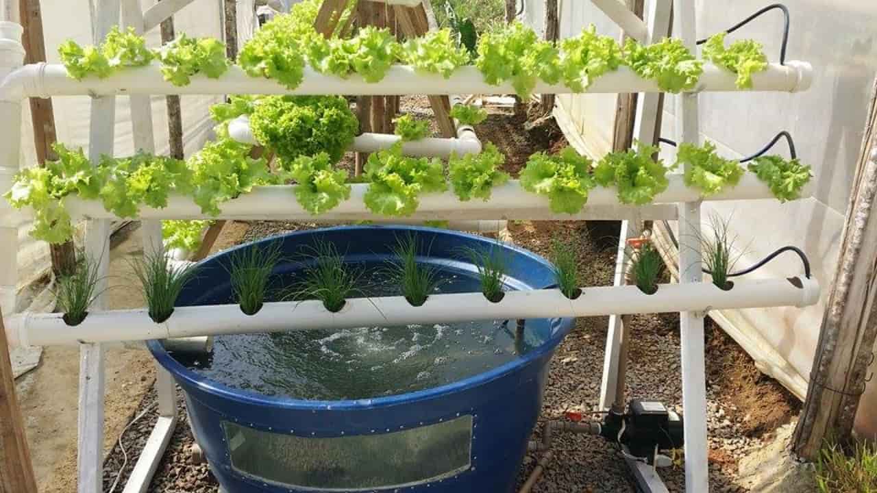 Vantagens da Aquaponia para o Seu Dia a Dia - inspiração 1