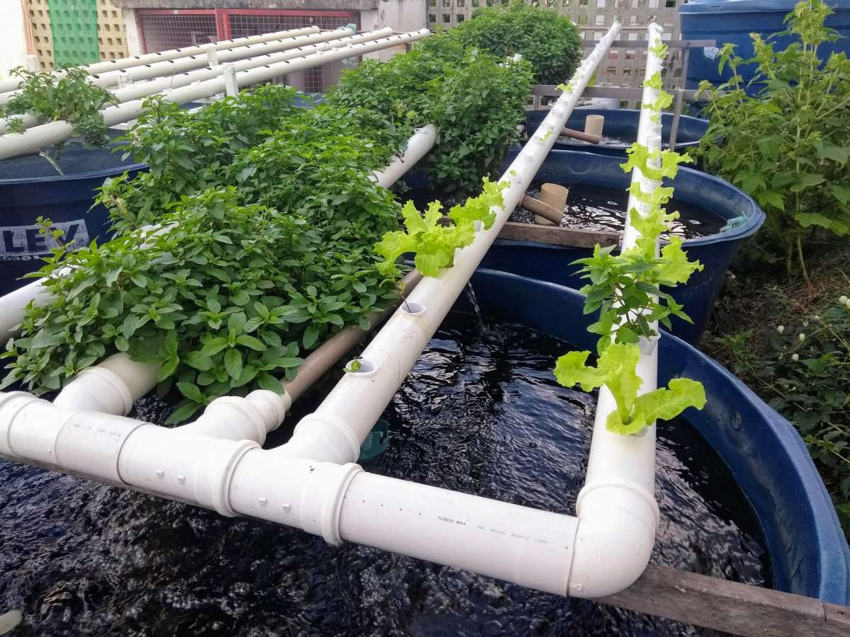 Os Componentes Essenciais do Seu Sistema de Aquaponia - inspiração 2