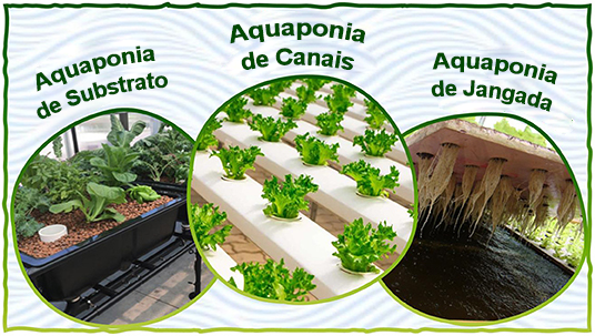 Plantas Que Prosperam em Sistemas de Aquaponia - inspiração 2