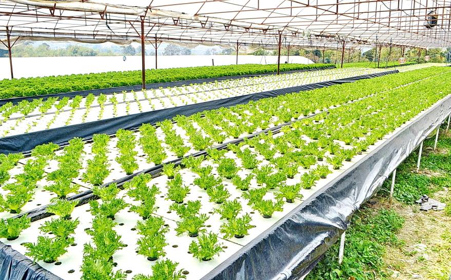 O Ciclo de Nutrientes: Entendendo a Química por Trás - inspiração 2