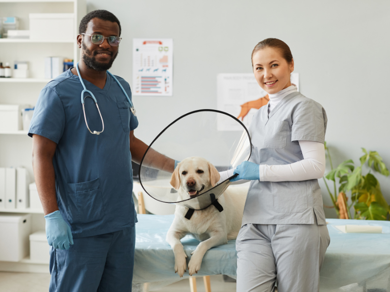 Acolhendo os Pets: O primeiro contato e o bem-estar - inspiração 1