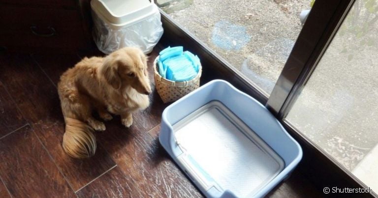 Acompanhamento de Saúde e Hábitos Pelo Aplicativo - inspiração 1