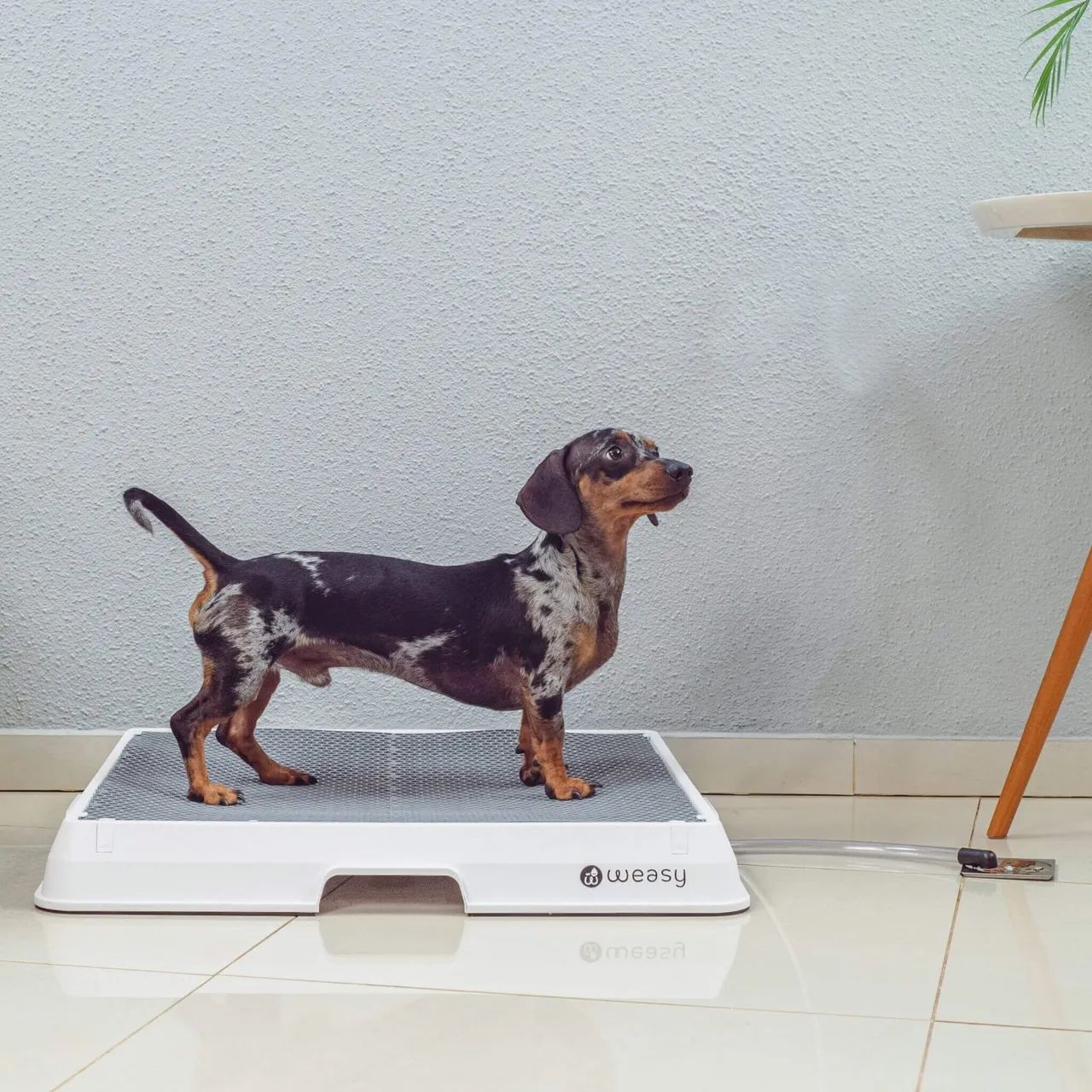 O Conceito de Autonomia Para o Pet - inspiração 1