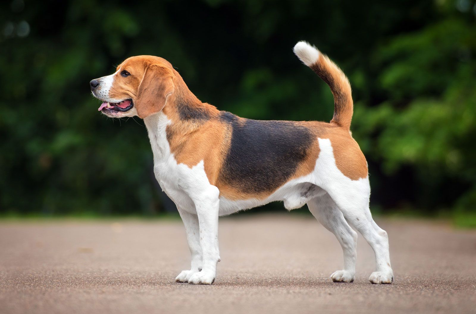 A Personalidade Única do Beagle: Farfareiro e Amigável