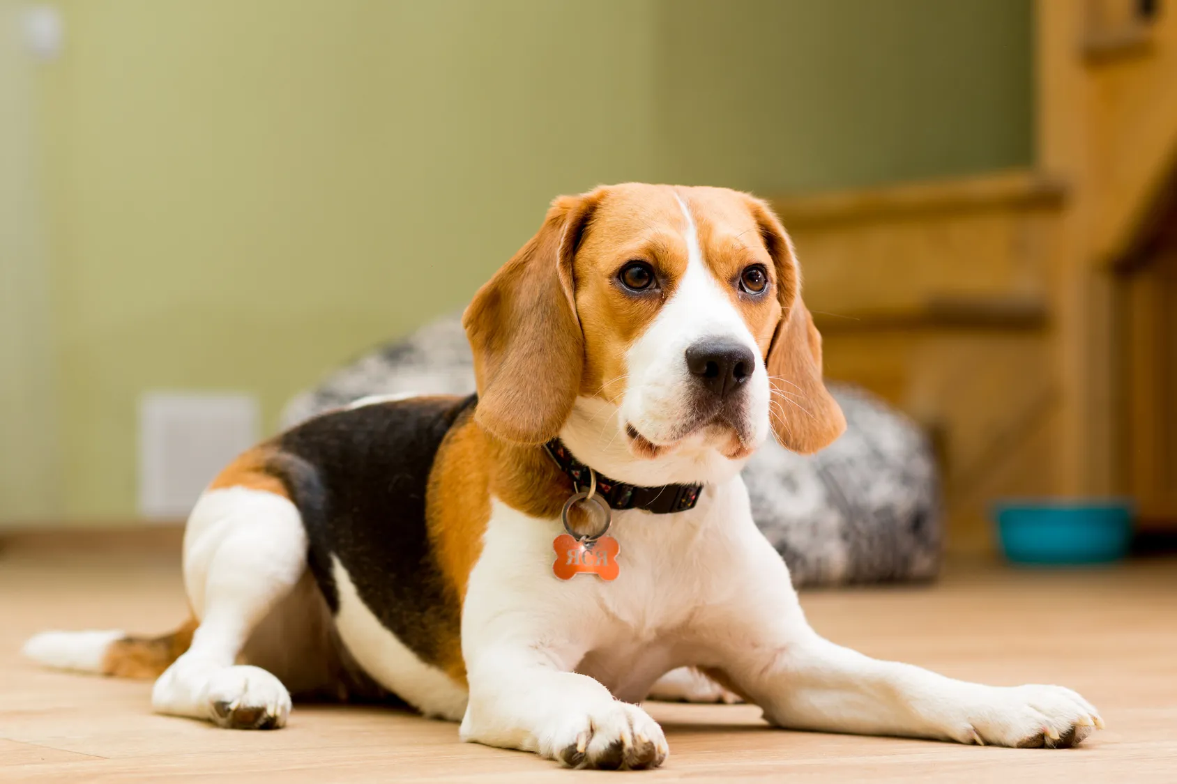 O Beagle em Casa: Adaptação e Convivência