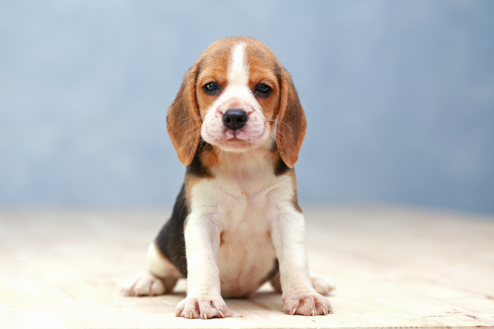 Entendendo os Uivos: A Linguagem do Seu Beagle