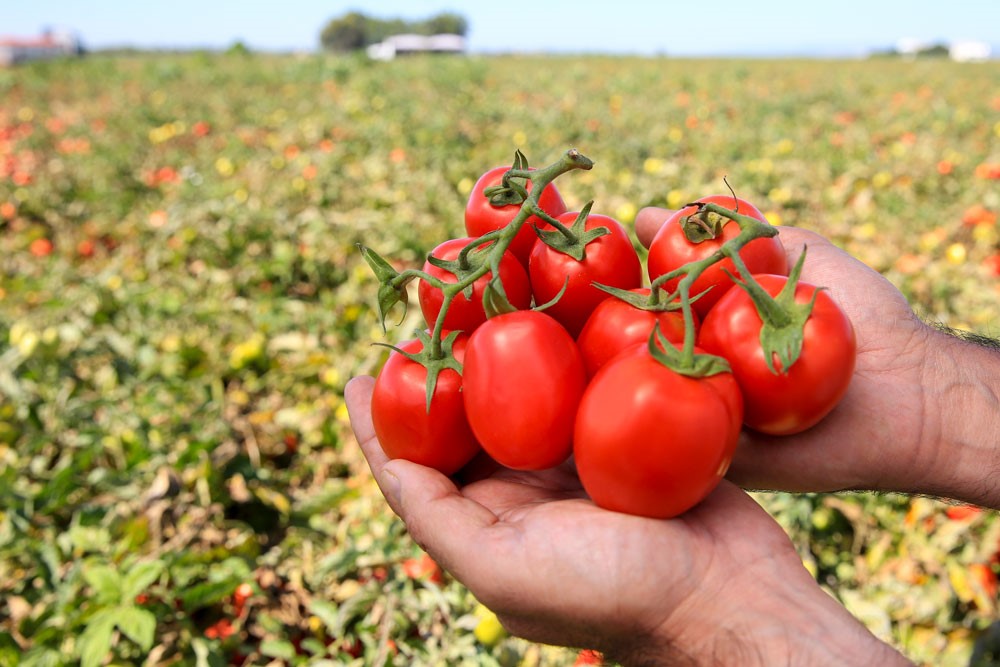 Congelamento Inteligente: Preservando o Frescor e os Nutrientes - inspiração 2