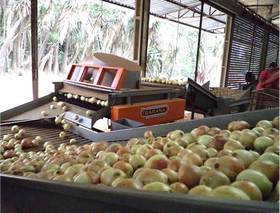 Desidratação Criativa: Frutas Secas e Ervas Aromáticas Caseiras - inspiração 2