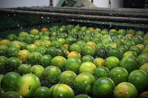 Fermentação Saudável: Probióticos Naturais para o Seu Bem-Estar - inspiração 2