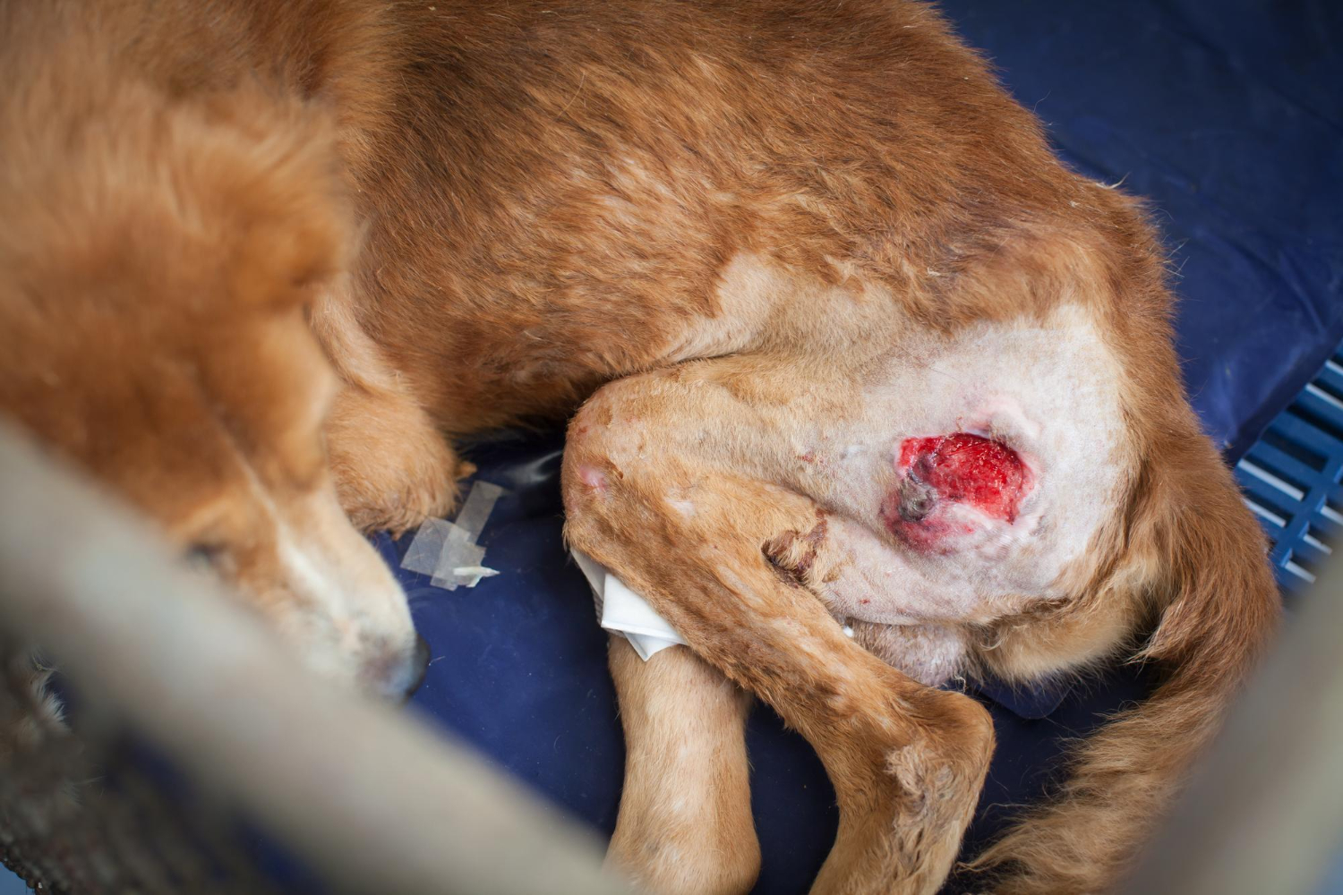 O Que Causa o Berne em Cachorros: Entenda o Ciclo de Vida do Parasita - inspiração 1