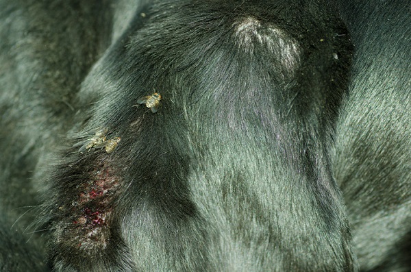 Mitos Comuns Sobre Berne em Cachorros: Desvendando Inverdades Populares - inspiração 2