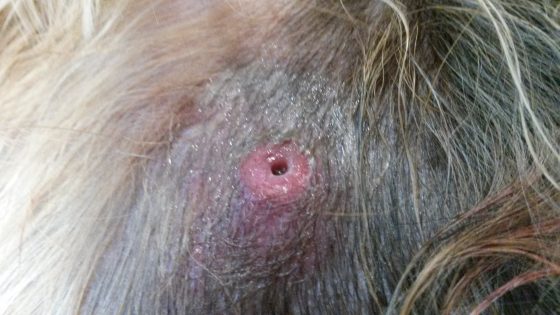 Como Reconhecer os Primeiros Sinais de Berne no Seu Cão: Fique Atenta! - inspiração 2