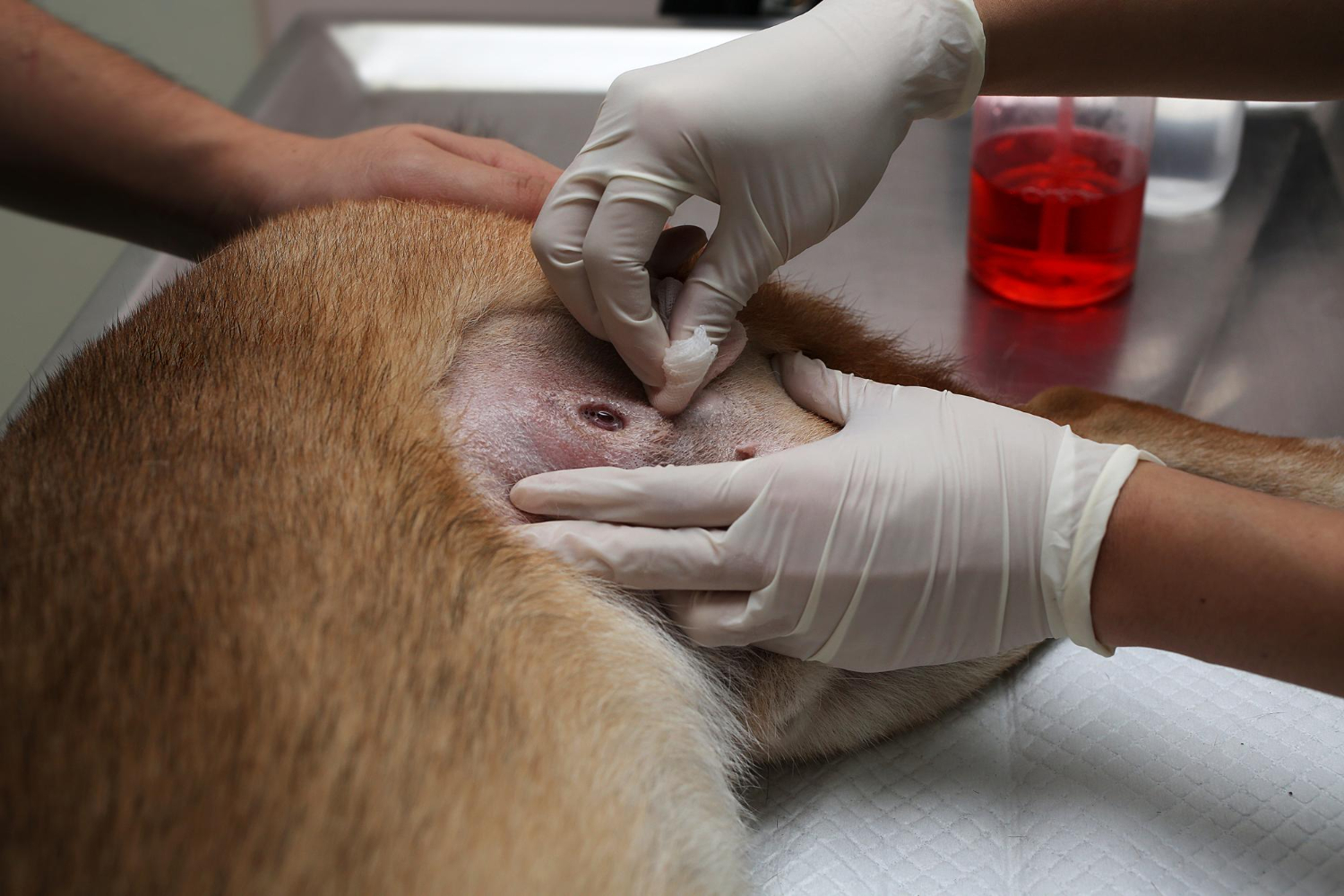 Os Riscos Ocultos: Por Que o Berne Não Tratado Pode Ser Perigoso - inspiração 2