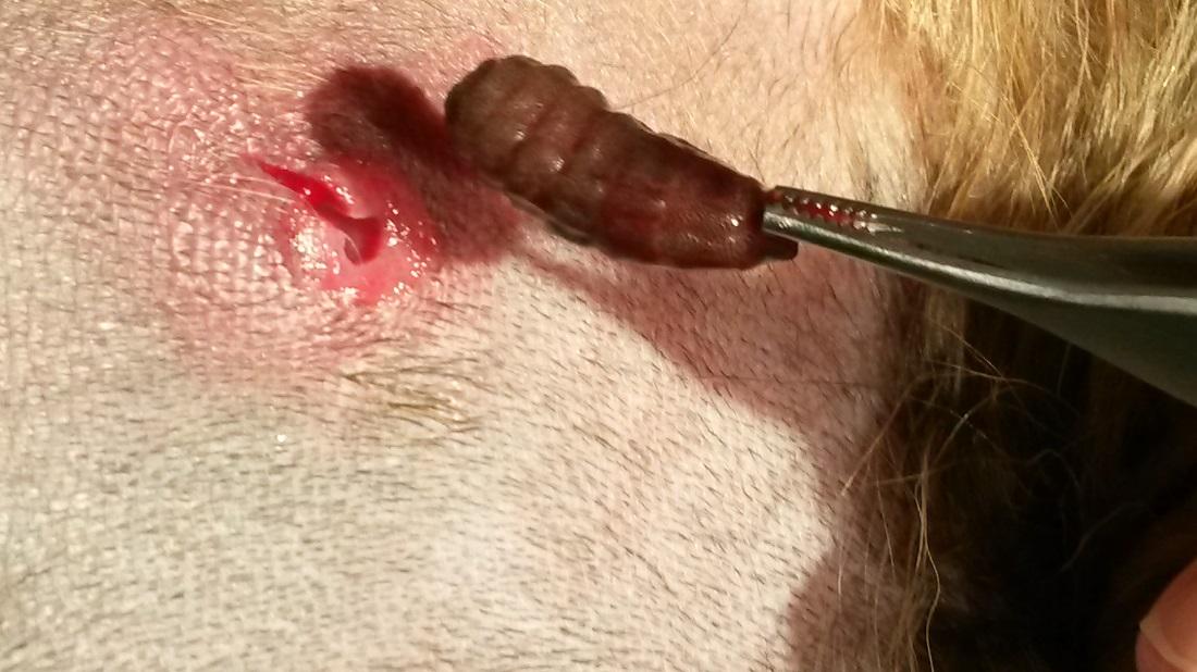 Métodos de Remoção Segura do Berne: O Que Fazer e o Que Evitar - inspiração 1