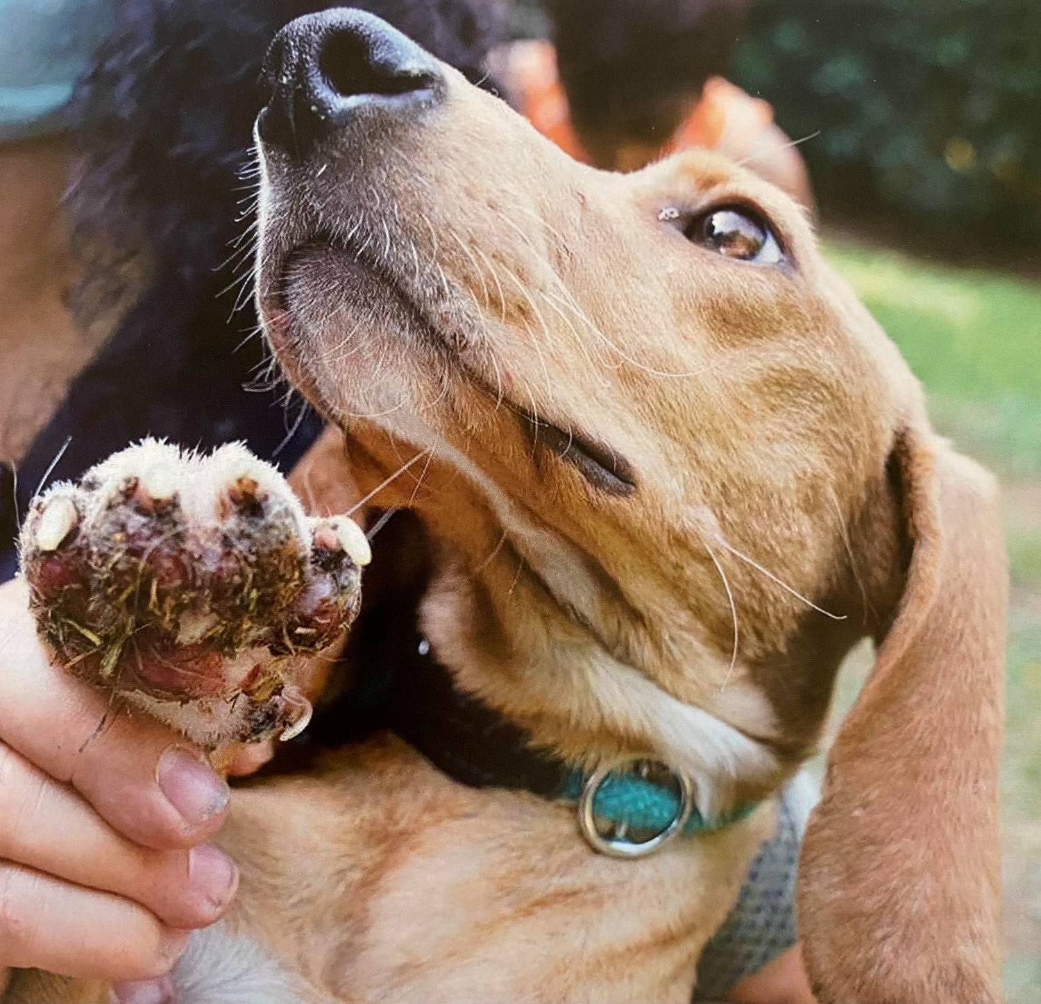 Métodos de Remoção Segura do Berne: O Que Fazer e o Que Evitar - inspiração 2