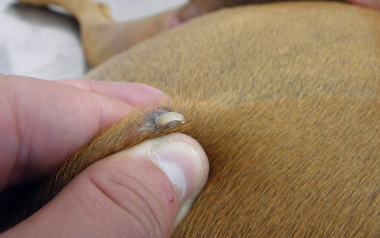 Tratamento Veterinário: Opções de Medicamentos e Terapias - inspiração 2