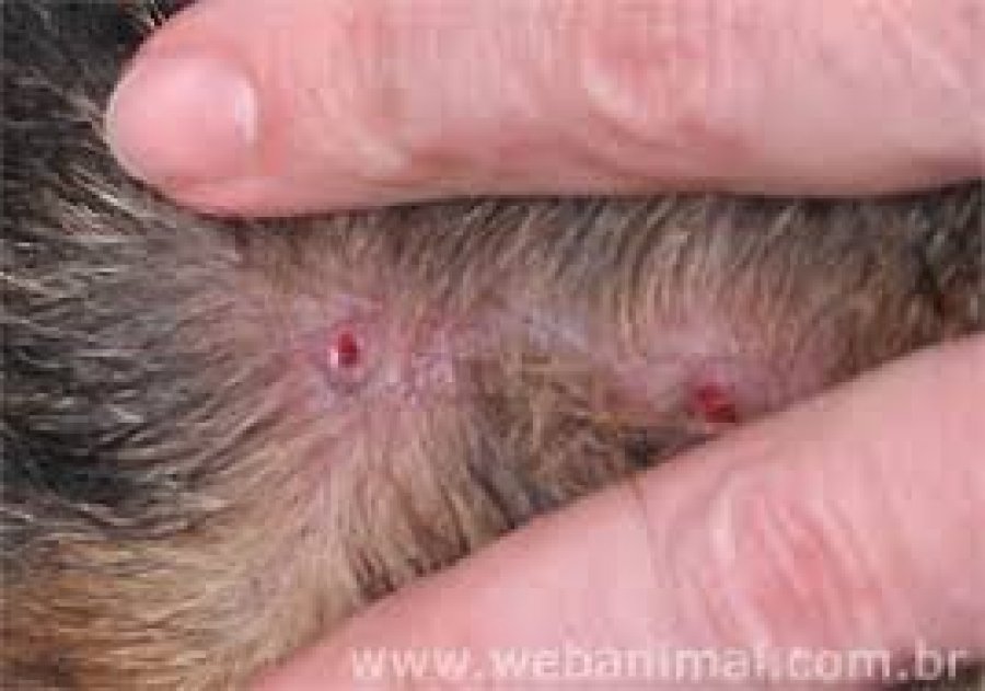 Cuidados Pós-Remoção: Acelerando a Cicatrização e Evitando Infecções - inspiração 1