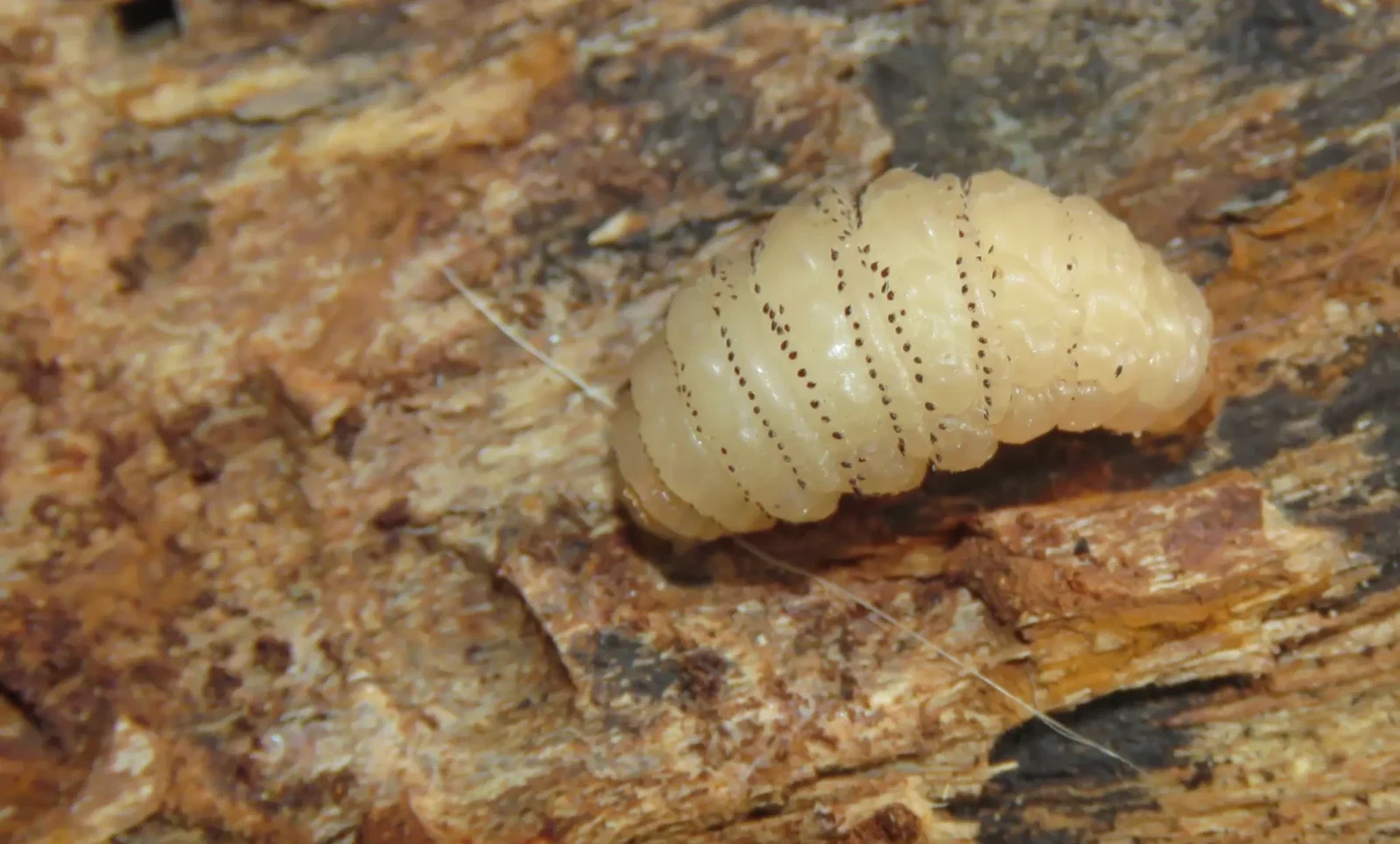 Cuidados Pós-Remoção: Acelerando a Cicatrização e Evitando Infecções - inspiração 2
