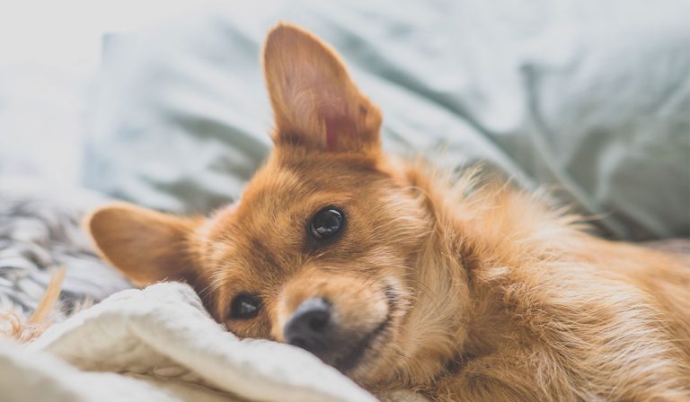 Prevenção é o Melhor Remédio: Como Evitar que o Berne Ataque Seu Pet - inspiração 1