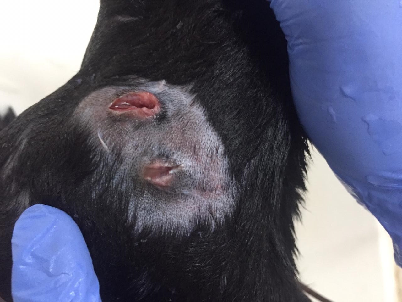 Quando Procurar Ajuda Profissional: Sinais de Alerta Para o Veterinário - inspiração 2