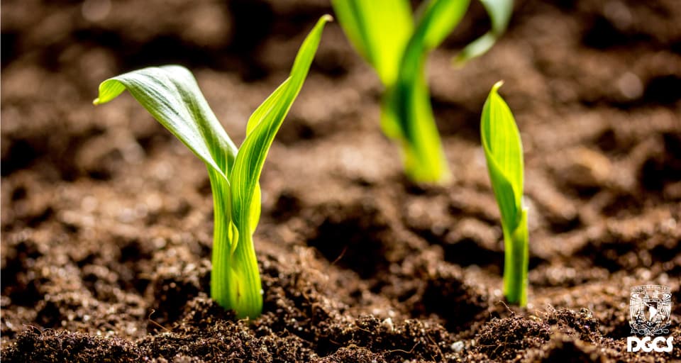 Como os Bioinsumos Beneficiam o Solo e as Plantas - inspiração 2