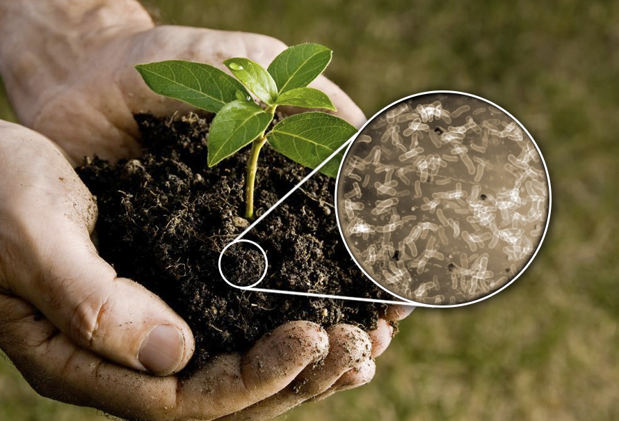 Biofertilizantes: Nutrição Natural para o Seu Jardim - inspiração 1