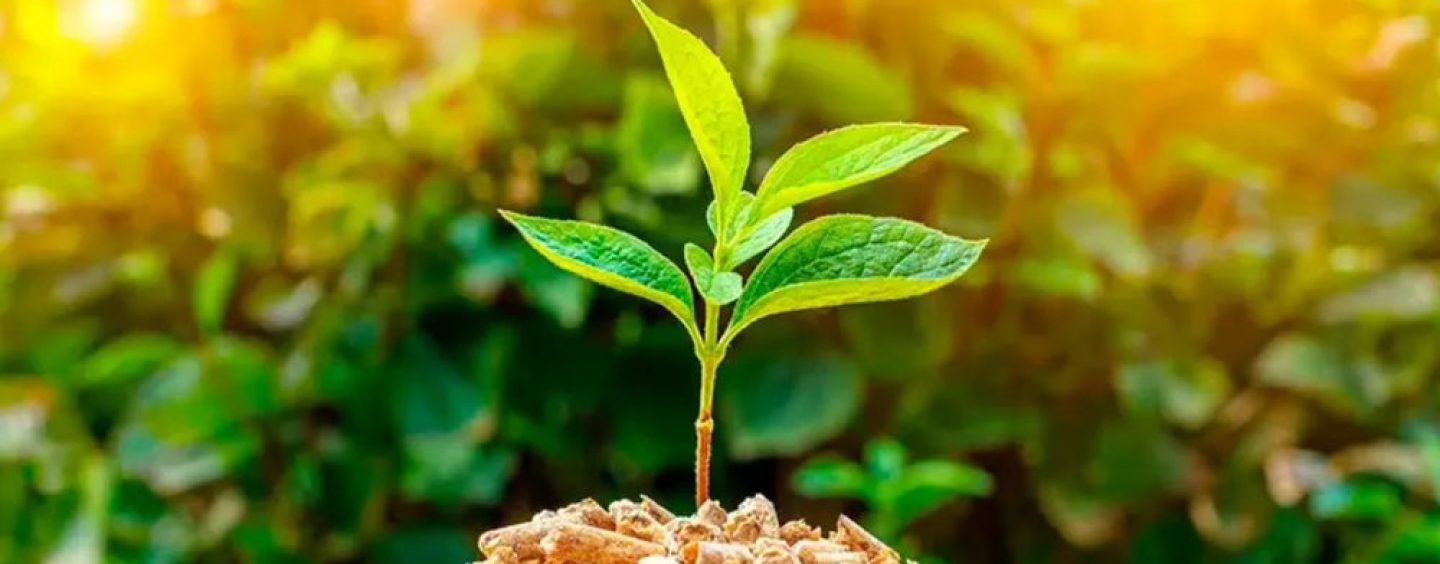 Biofertilizantes: Nutrição Natural para o Seu Jardim - inspiração 2