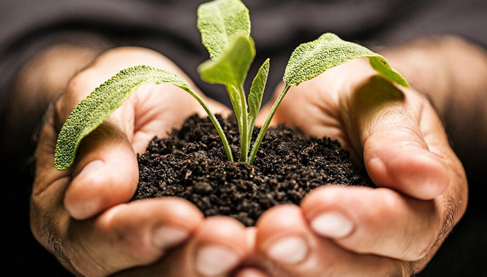 Biopesticidas: Controle de Pragas Sem Danos Químicos - inspiração 2