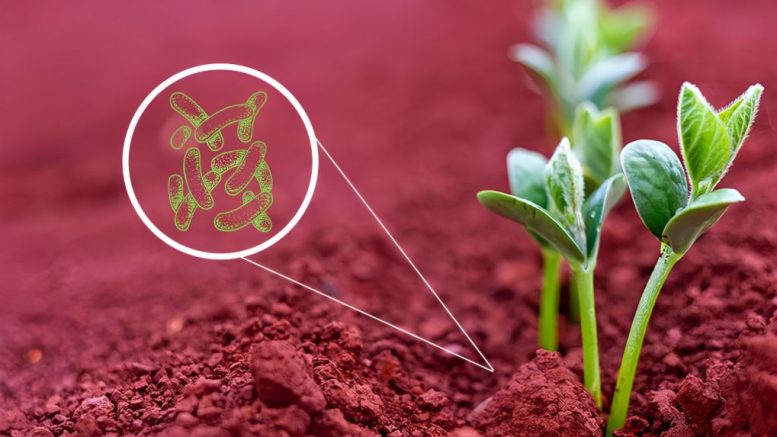 Onde Encontrar Bioinsumos de Qualidade - inspiração 1