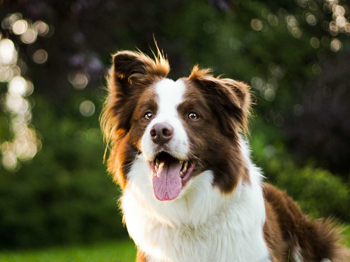 Cuidados Essenciais e Adestramento: O Segredo de um Border Collie Feliz