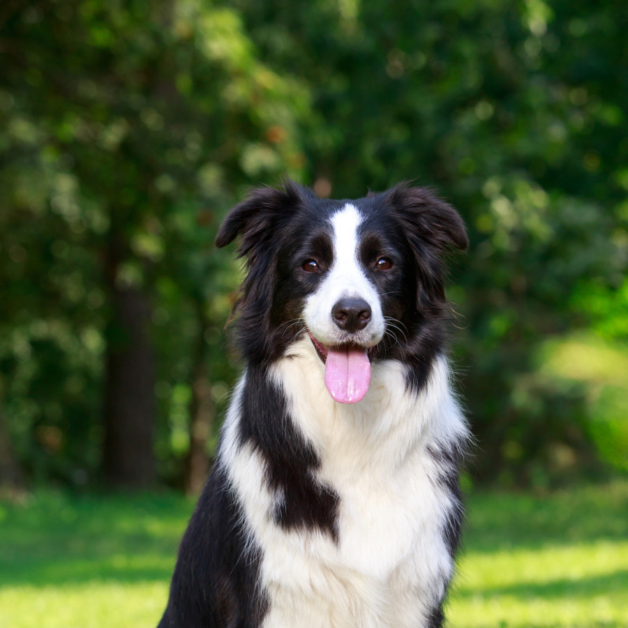 Saúde do Border Collie: Previna para Viver Mais e Melhor