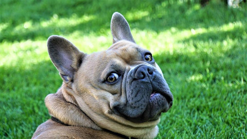O Custo de Ter um Bulldog Francês: Investimento na Felicidade - inspiração 1