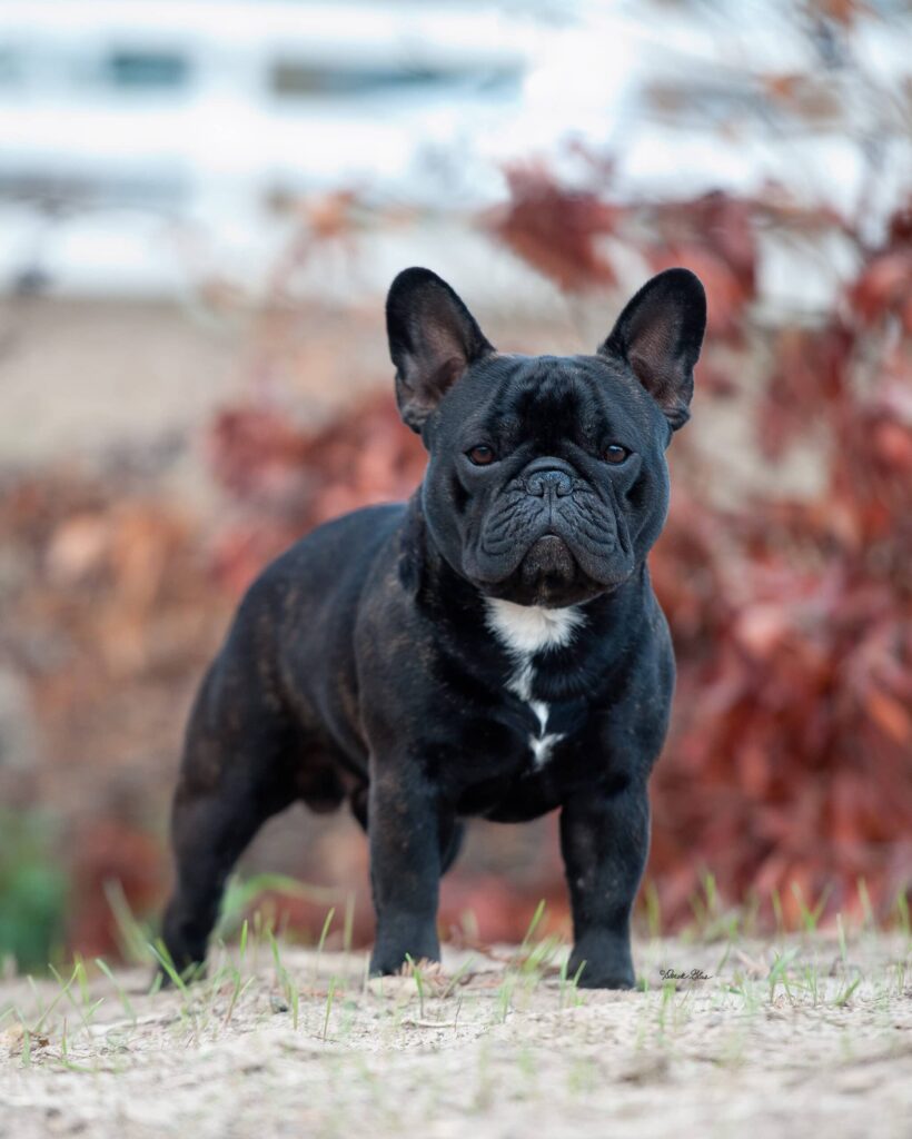 Temperamento: Conheça a Personalidade Deste Cãozinho Carinhoso - inspiração 2