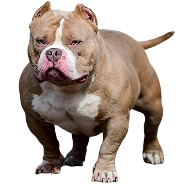 Origem e Evolução do American Bully: Uma História de Seleção Cuidadosa - inspiração 1