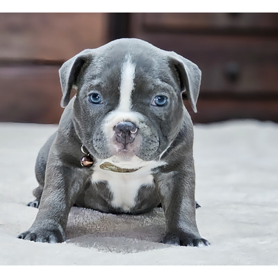 Por Que o American Bully Pode Ser o Pet Ideal Para Você - inspiração 1