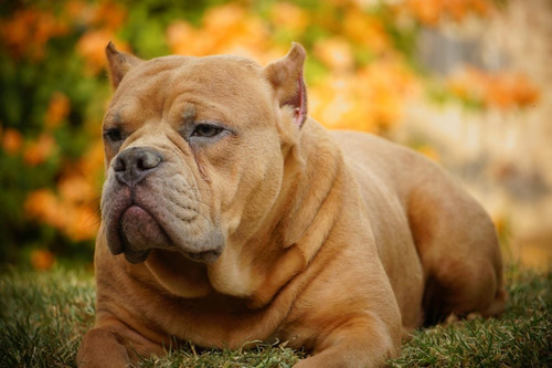 Por Que o American Bully Pode Ser o Pet Ideal Para Você - inspiração 2